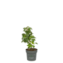 Vorschaubild Schwarze Johannisbeere Maiko