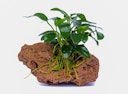 Anubias barteri var. nana 'Bonsai'