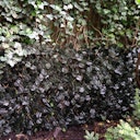 Vorschaubild Noor Rankhecke Weide