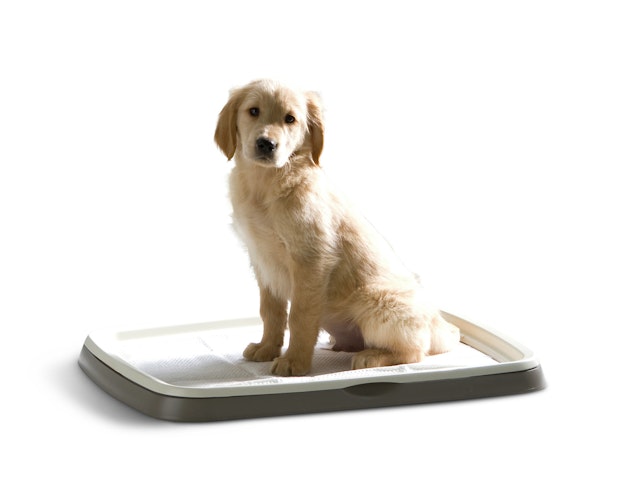 SAVIC Puppy Trainer Kit L