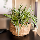 Vorschaubild Wikholm form Design Pflanzgefäß / Blumentopf Jute 2er Set ⌀ 19 x H 14 cm, 23 x H 15 cm