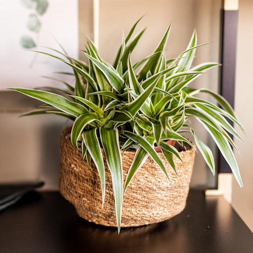 Wikholm form Design Pflanzgefäß / Blumentopf Jute 2er Set ⌀ 19 x H 14 cm, 23 x H 15 cm