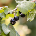 Vorschaubild Schwarze Johannisbeere Maiko