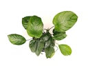 Vorschaubild Anubias barteri