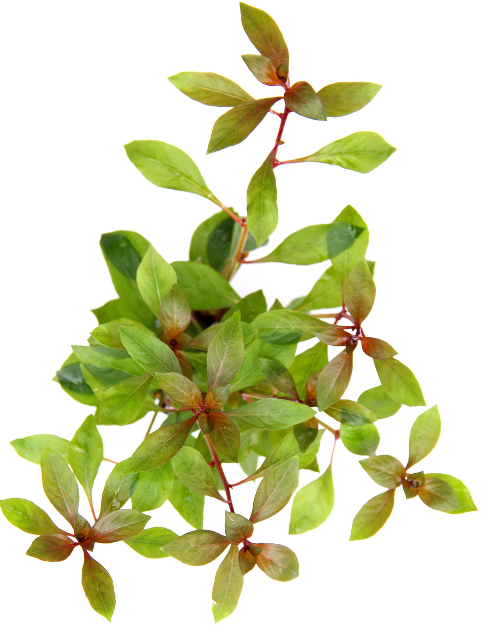 Ludwigia repens 'rubin' Topf