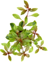 Ludwigia repens 'rubin' Topf