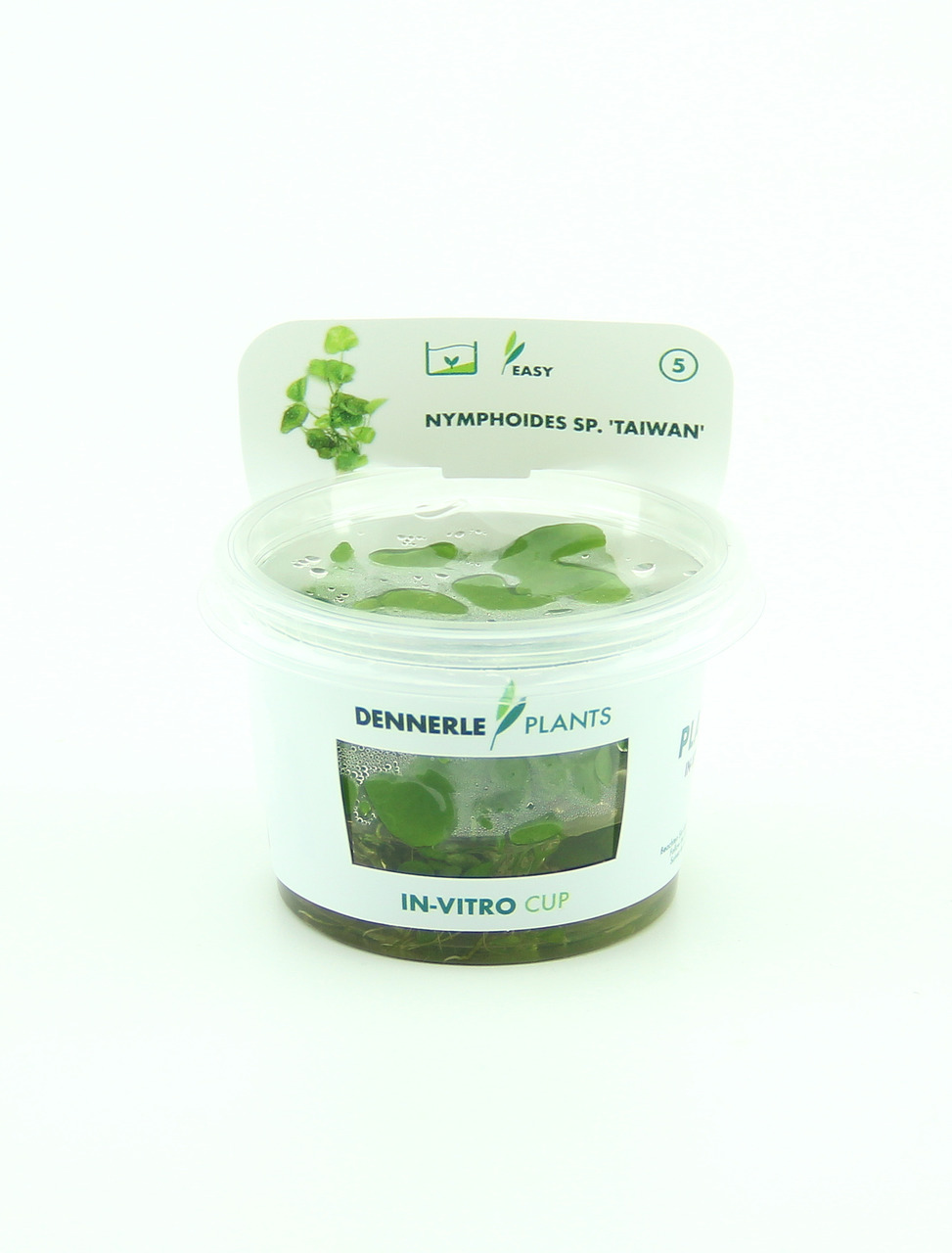 Nymphoides sp. 'Taiwan' In-Vitro