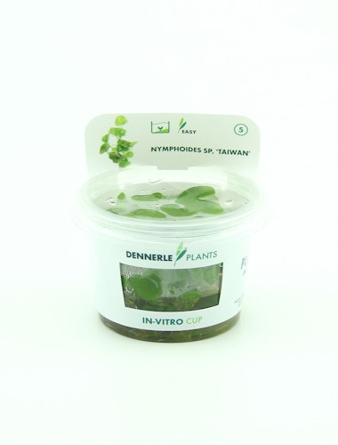 Nymphoides sp. 'Taiwan' In-Vitro