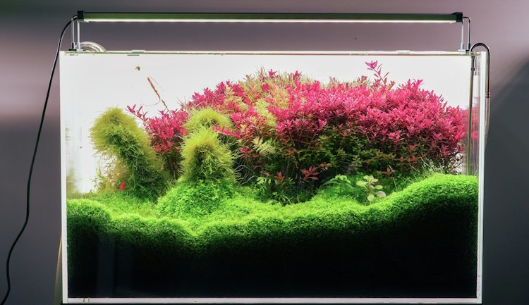 Chihiros B-Serie inkl. Bluetooth Aquarienbeleuchtung