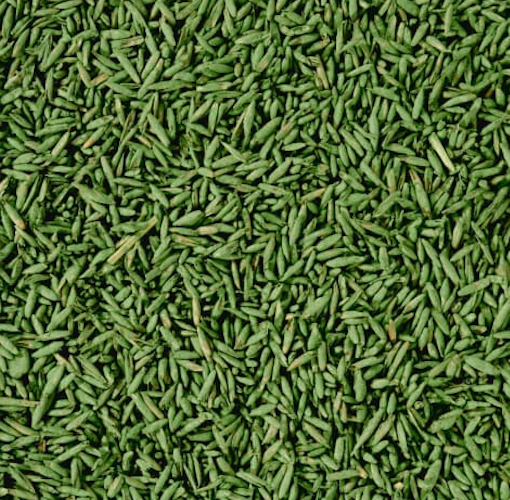 COMPO SAAT Nachsaat-Rasen