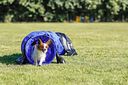 Vorschaubild TRIXIE Fun Agility Mini Tunnel, ø 40 cm/2 m, blau