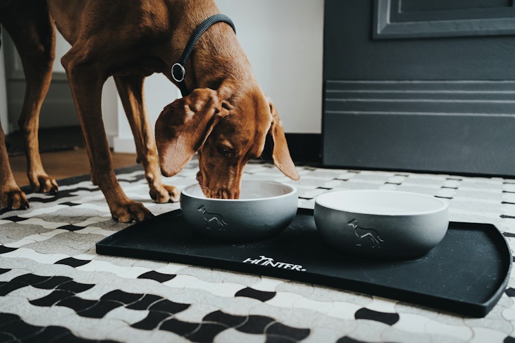 HUNTER Keramik-Napf Lund grau Hundenapf