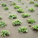 Vorschaubild NOOR Mulchvlies Universal 1,6 x 5 m 45 gr/m²