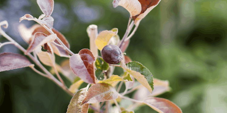 Apfel mit dunkelrotem Fleisch Elmira Rot