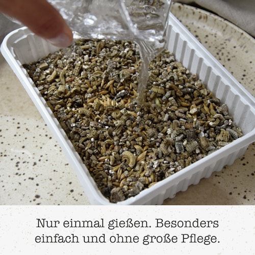 GimCat Soft-Gras 100g Nahrungsergänzung für Katzen