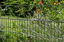Vorschaubild Alberts® Doppelstabmatten 6/5/6 mit Dekor Nexus Komplettset 2-20 Meter