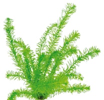 Egeria densa 'tropische Art' Topf