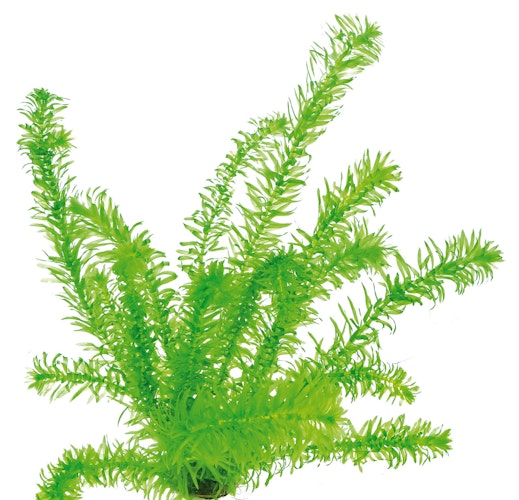 Egeria densa 'tropische Art' Topf