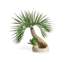 Vorschaubild biOrb Palme Seychellen S (72679)