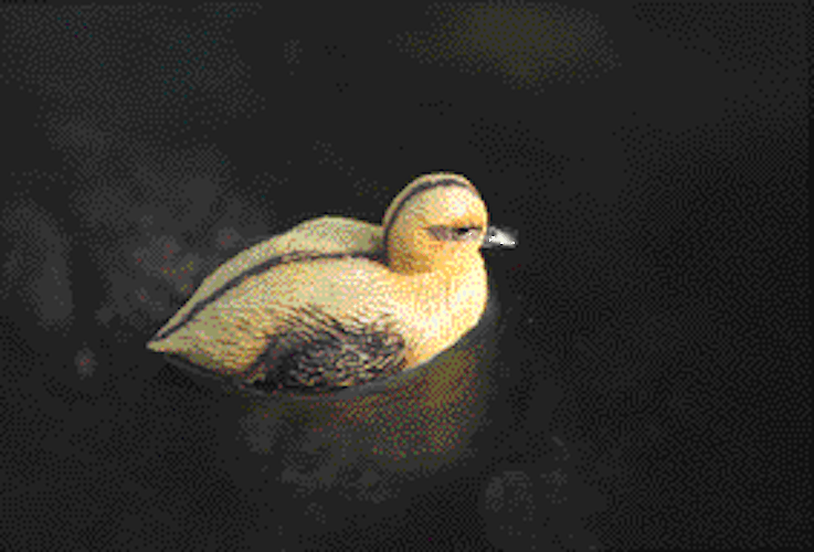 Oase Teichfigur Entenküken