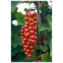 Vorschaubild Rote Johannisbeere Kimiko