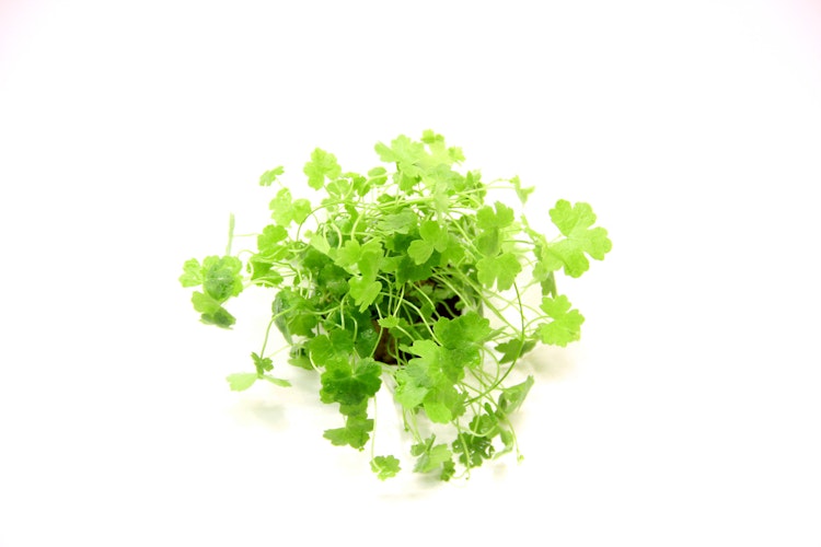 Hydrocotyle tripartita Topf