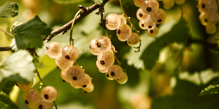 Weiße Johannisbeere Kiyoko