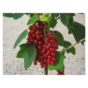 Vorschaubild Rote Johannisbeere Kimiko