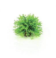 biOrb Blumenball grün (46087)