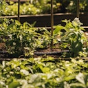 Vorschaubild Fiskars Bewässerungsschlauch 15m 1025935