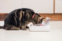 SureFeed Luftdichte Futterschale