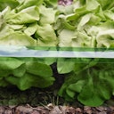 Vorschaubild NOOR Schneckenbarriere 20 cm x 8 m Doppelfalz Grün