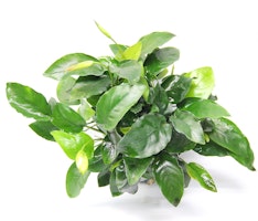 Anubias barteri var. nana 'Bigfoot' Topf XL