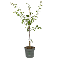 Sallys Backzwetschge Goro