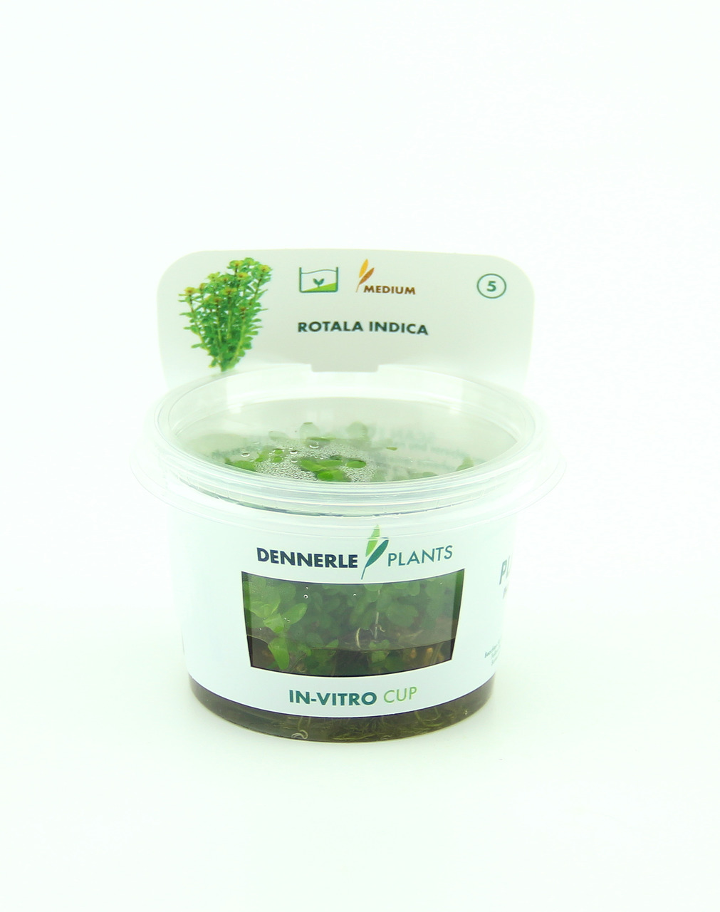 Rotala indica In-Vitro