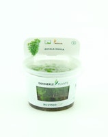 Rotala indica In-Vitro
