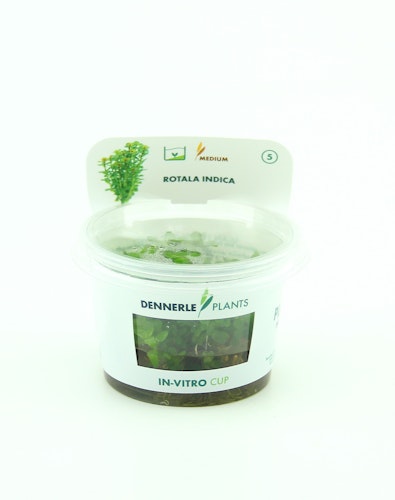 Rotala indica In-Vitro