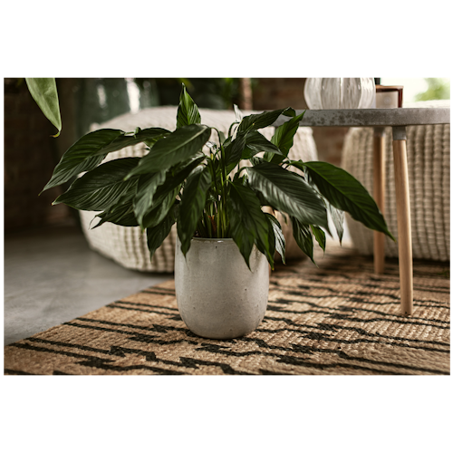 Vosteen Design Blumentopf / Pflanzgefäß Terrakotta weiß ø 20 cm x H 22 cm