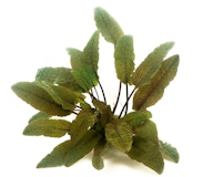 Cryptocoryne wendtii 'braun' TopfZubehörbild
