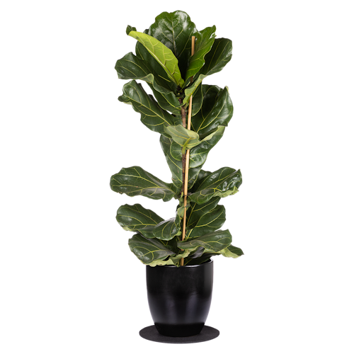 Restberry´s Filz Untersetzer