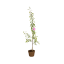 Vorschaubild Gesundheitsapfel Elmira pink