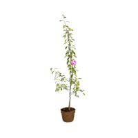 Gesundheitsapfel Elmira pink