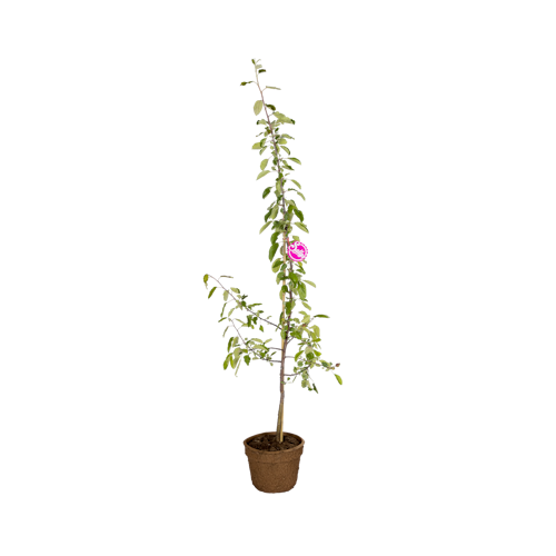 Gesundheitsapfel Elmira pink