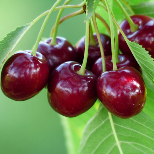 Zuckersüße Kirsche Chiko