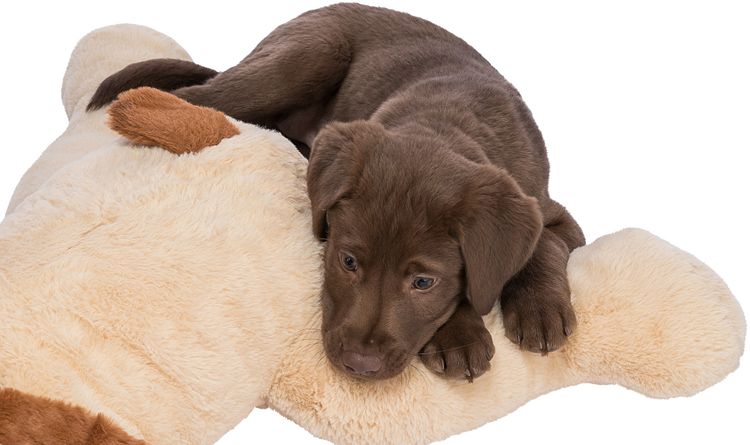 TRIXIE Ankuschelhund Benny, Plüsch, 75 cm, beige/braun