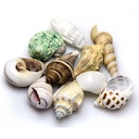 Vorschaubild HOBBY Natur Sea Shells Aquarieneinrichtung
