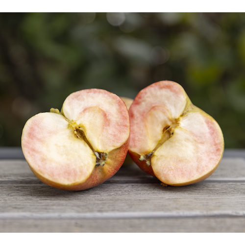 Säulenapfel Elmira Säule