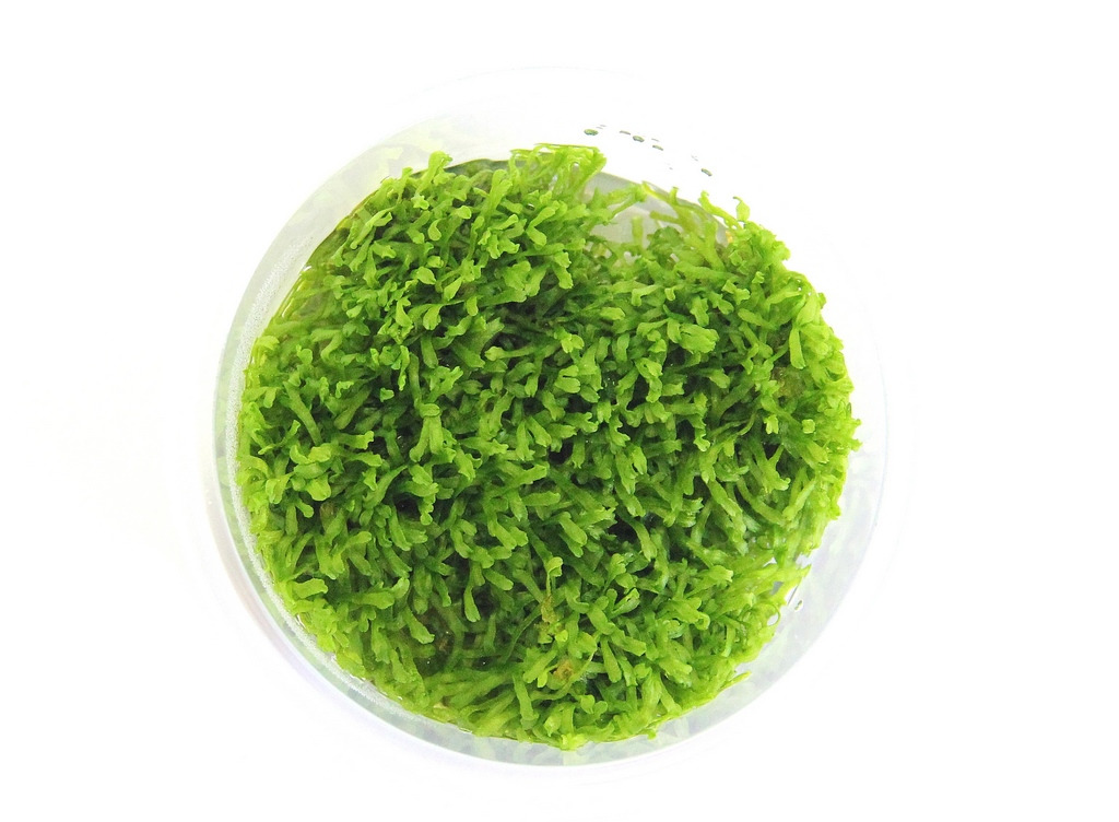 Riccia fluitans In-Vitro