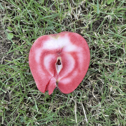 Apfel mit dunkelrotem Fleisch Elmira Rot