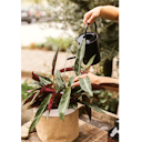 Vorschaubild Restberry´s Wurzelstoff